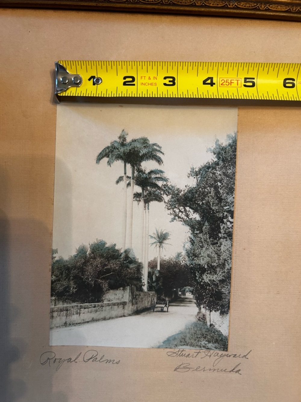 Orig. SIGNED hand-tinted 1920 photograph by Stuart Hayward. Royal Palms, Bermuda - Picture 7 of 9